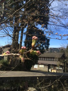 蕾